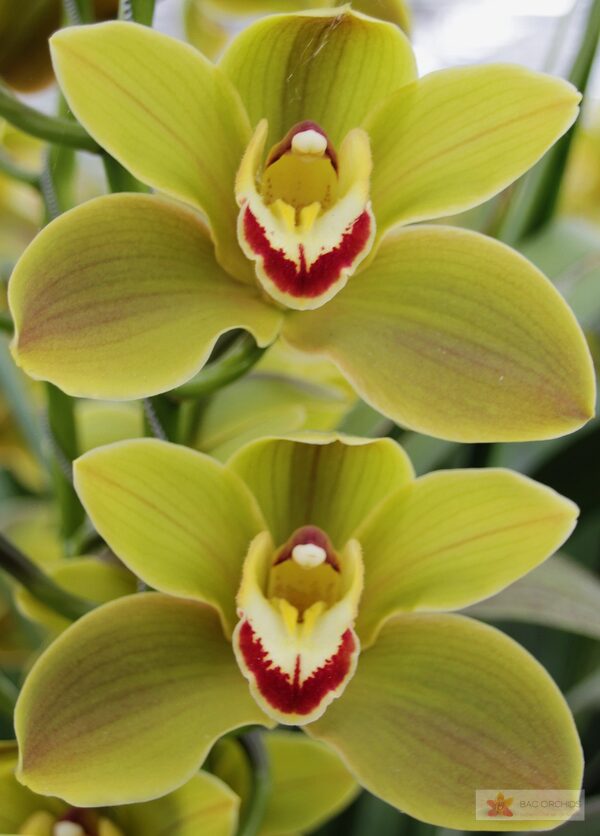 Cymbidium large flowered JUNGLE TRAIL, foto 3