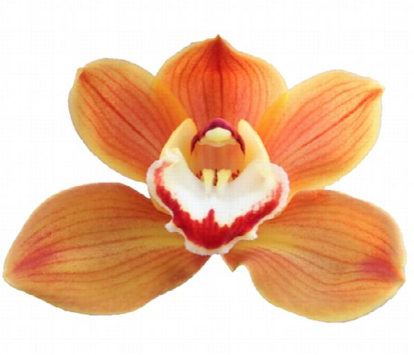 Cymbidium large flowered AMALIA, foto 4