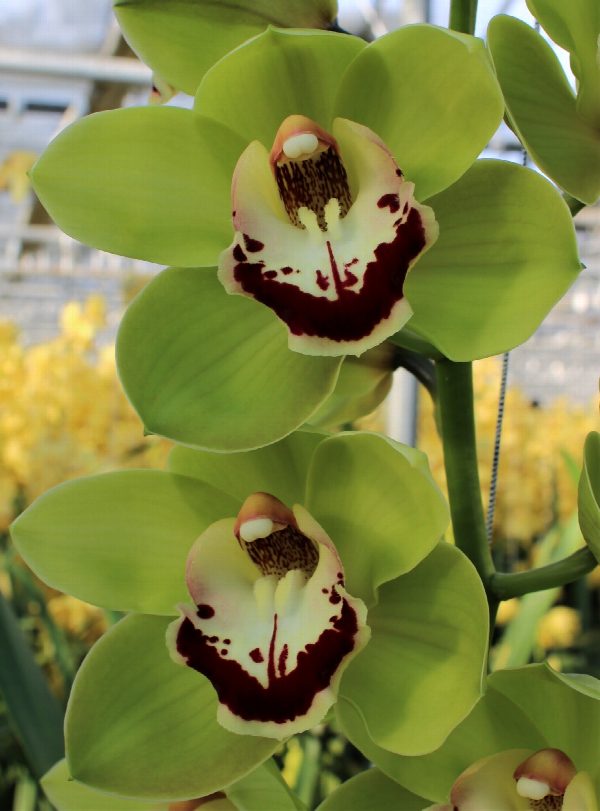 Cymbidium large flowered VALLEY BOOP, foto 3