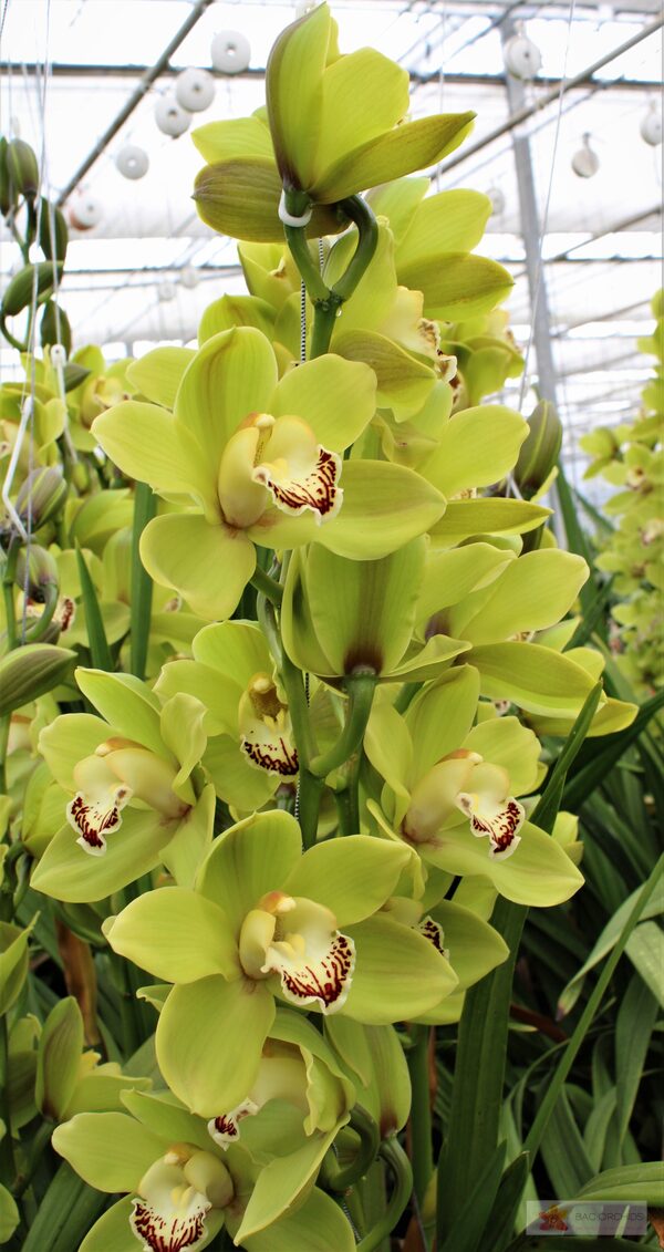 Cymbidium large flowered OVATI EMERALD, фото 2