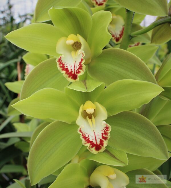 Cymbidium large flowered GREEN GIANT, foto 2