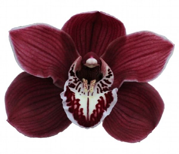 Cymbidium large flowered CHARLOTTE, фото 5