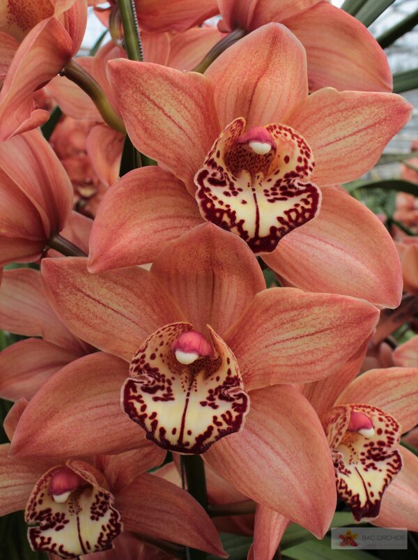 Cymbidium large flowered BROWNY, foto 3