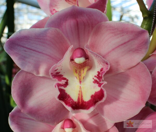 Cymbidium large flowered KIWI SUE, foto 2