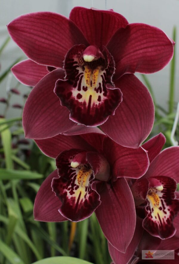Cymbidium large flowered RISTO, foto 5