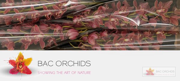 Cymbidium large flowered GRAND CANYON, foto 2