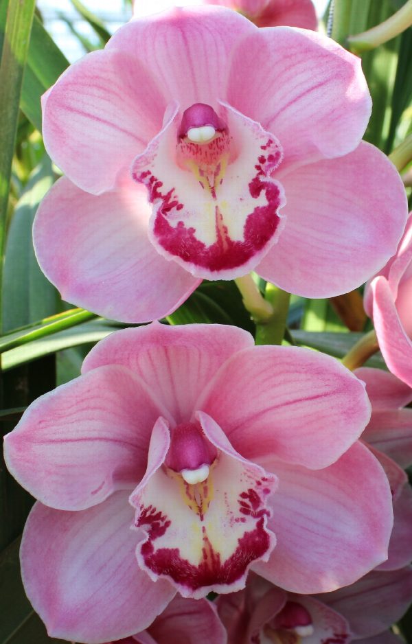 Cymbidium large flowered KIWI SUE, foto 3