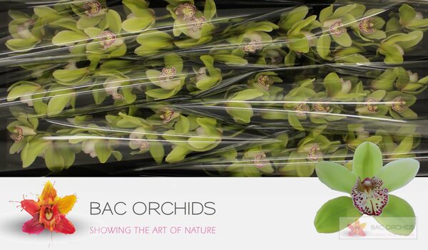 Cymbidium large flowered HANS, фото 3