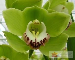 Cymbidium large flowered ALI ANDERSON, foto 3