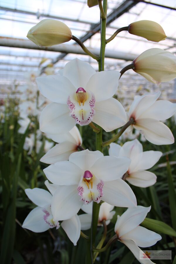 Cymbidium large flowered WHITE SENSATION, foto 4