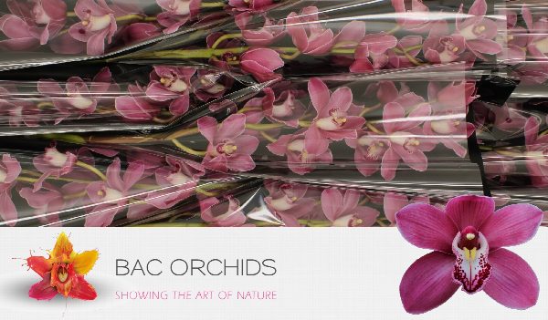 Cymbidium large flowered PRINCESS, foto 2
