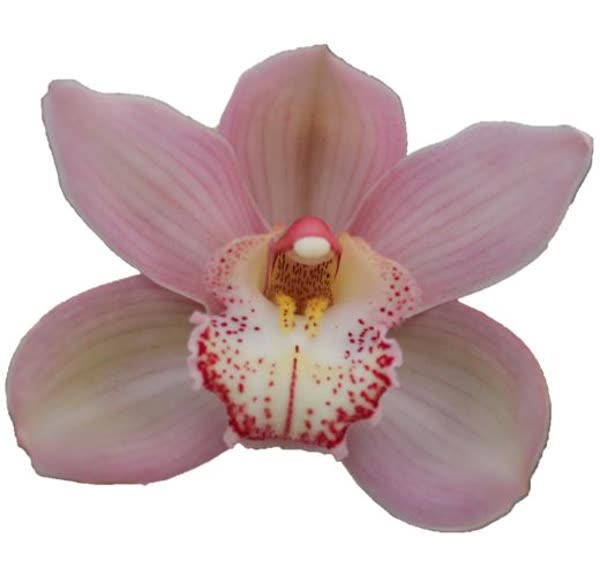 Cymbidium large flowered REYNELLA, фото 3