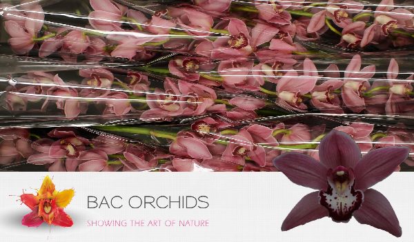 Cymbidium large flowered POWER, foto 5