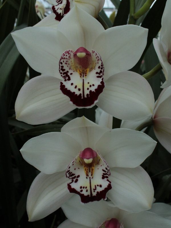 Cymbidium large flowered MRS. ESMEE, foto 4