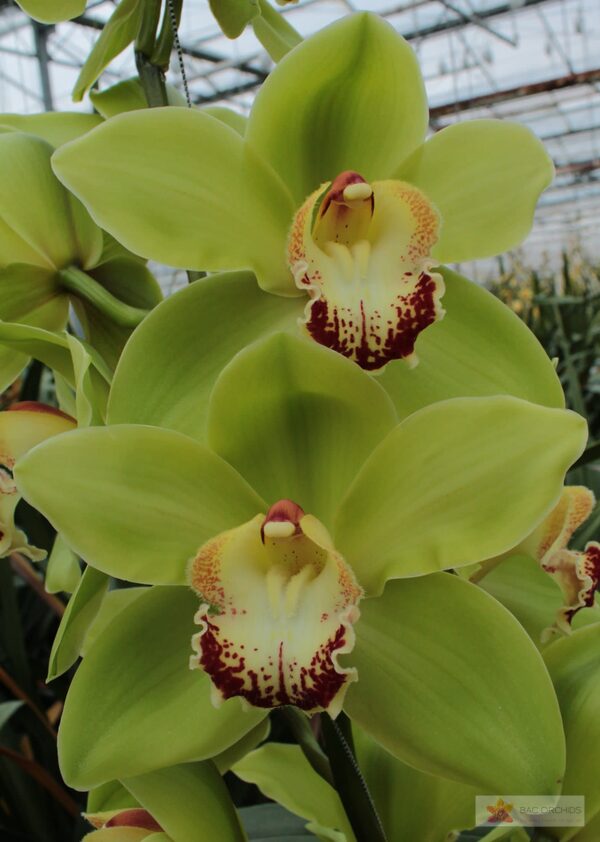 Cymbidium large flowered NOAH, foto 4