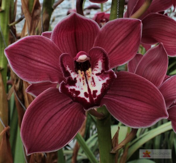 Cymbidium large flowered FERR-ARI, foto 4