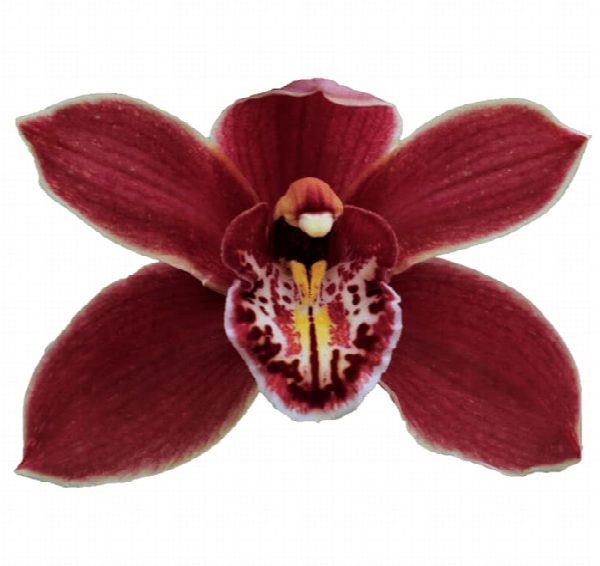 Cymbidium large flowered GRAND CANYON, foto 2