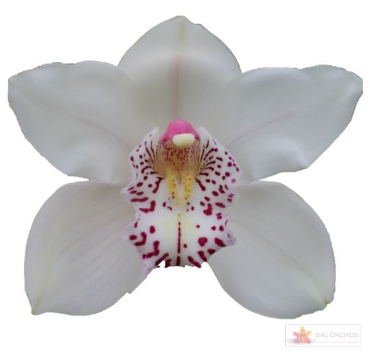 Cymbidium large flowered VENEZIA
