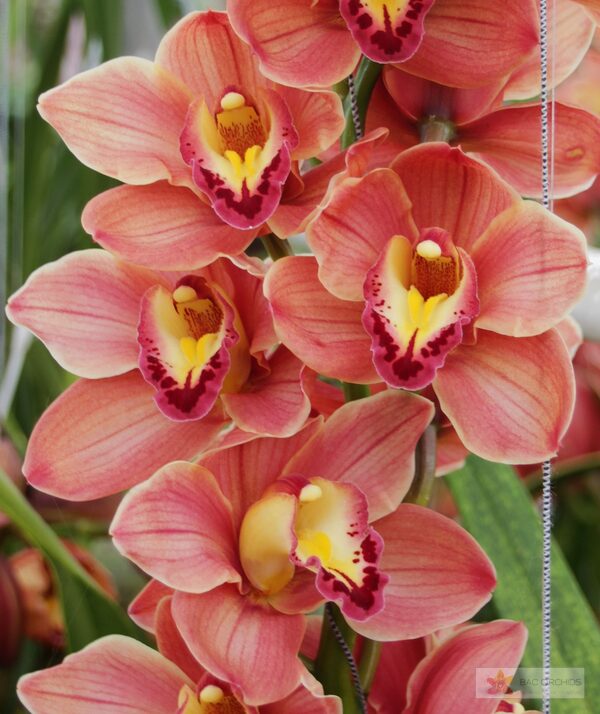 Cymbidium large flowered TREASURE, foto 3