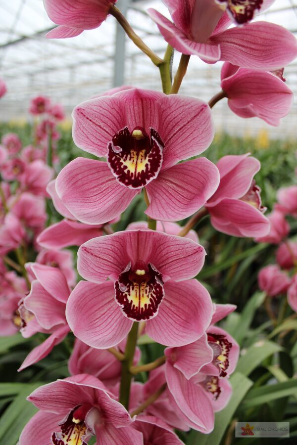 Cymbidium large flowered JANNET, foto 2