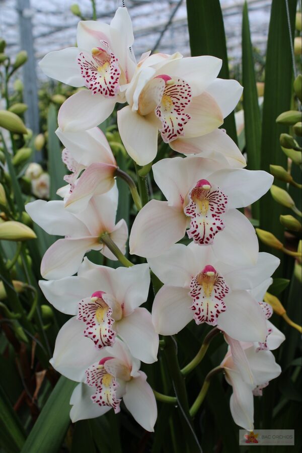 Cymbidium large flowered VENEZIA, foto 2