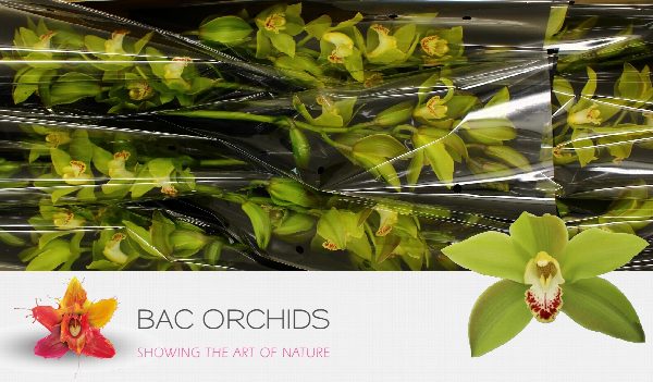 Cymbidium large flowered GREEN GIANT, photo 3