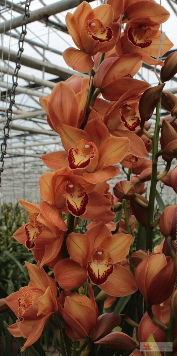 Cymbidium large flowered ARANCIA, foto 5