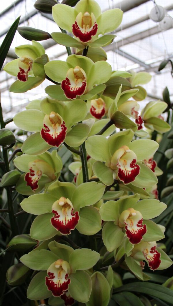 Cymbidium large flowered MACHTELD, foto 2