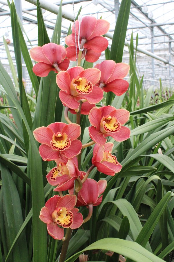 Cymbidium large flowered CORAL SUN, фото 3
