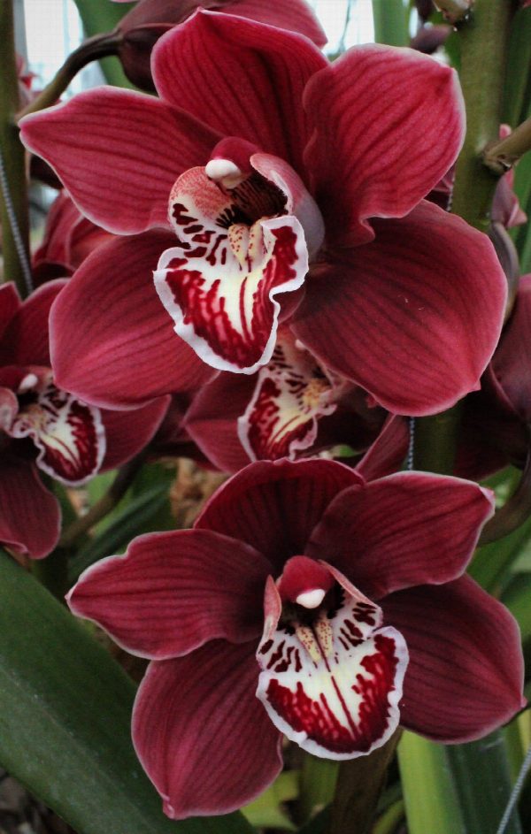 Cymbidium large flowered CHARLOTTE, фото 2