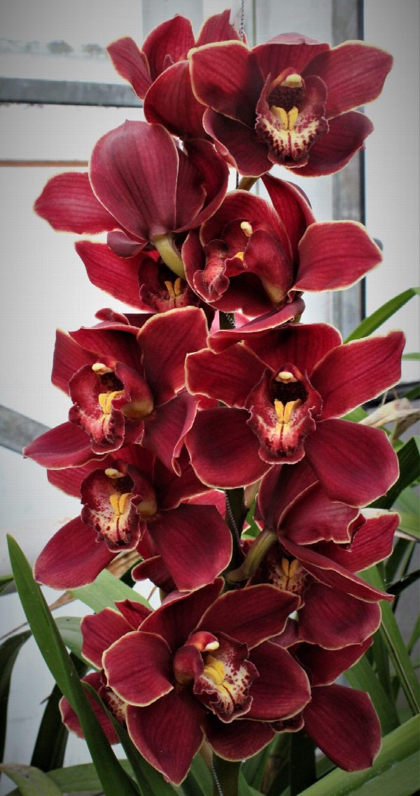Cymbidium large flowered PONTAC, foto 5