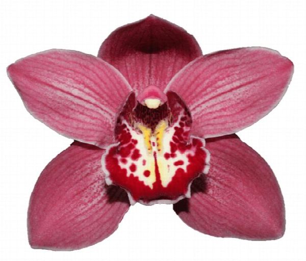 Cymbidium large flowered TRINITY, photo 2