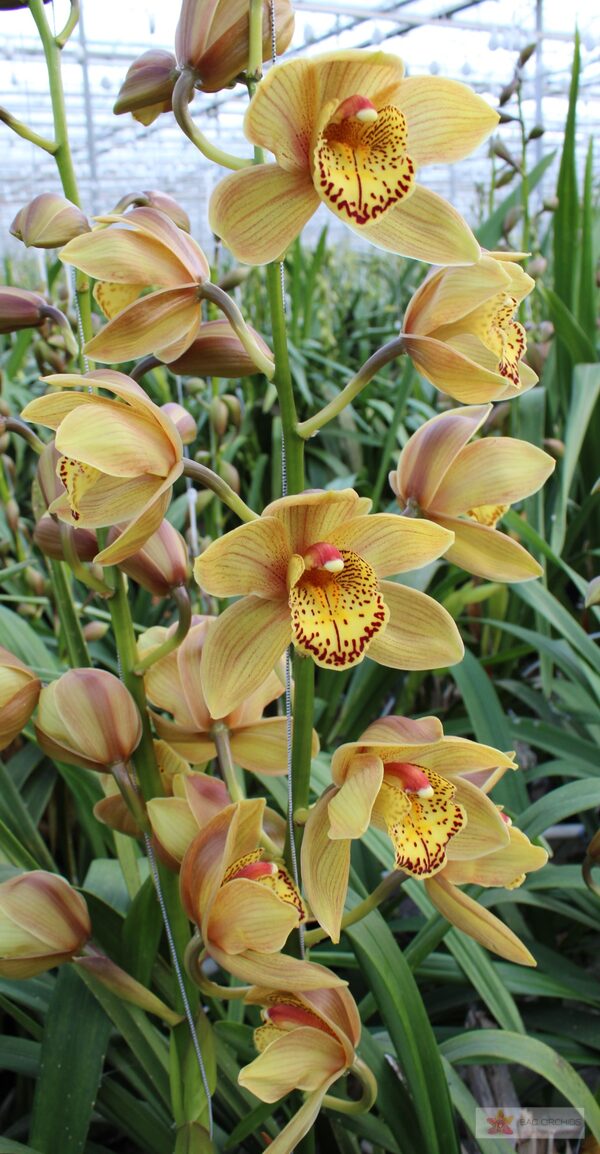 Cymbidium large flowered CHESTNUT KATE, photo 2