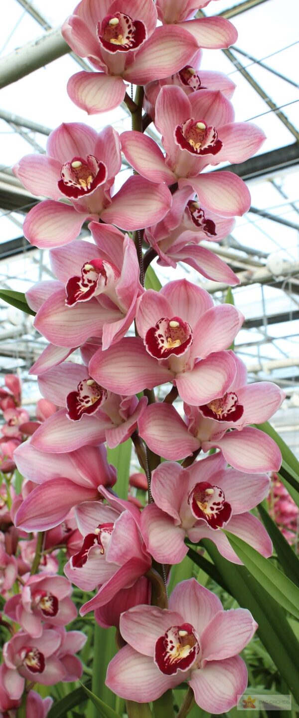 Cymbidium large flowered LAZISE, foto 2