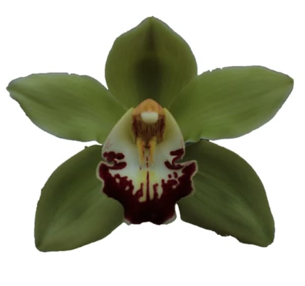 Cymbidium large flowered MACHTELD, foto 4