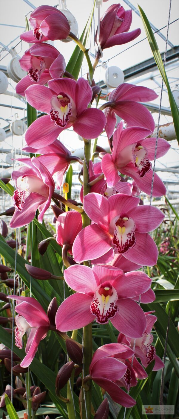Cymbidium large flowered PRINCESS, foto 2