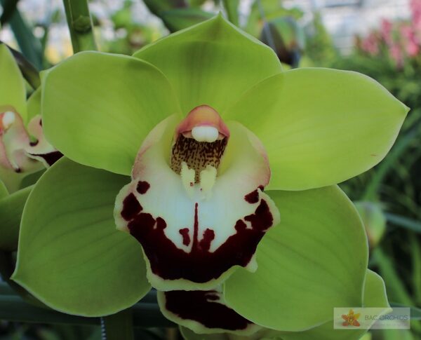 Cymbidium large flowered VALLEY BOOP, foto 2
