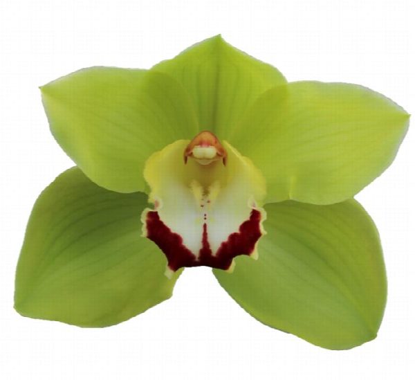 Cymbidium large flowered GREEN CHOICE, foto 2