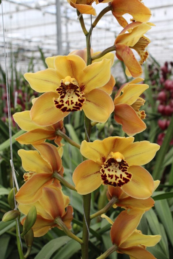 Cymbidium large flowered AUSTRALIAN TIGER