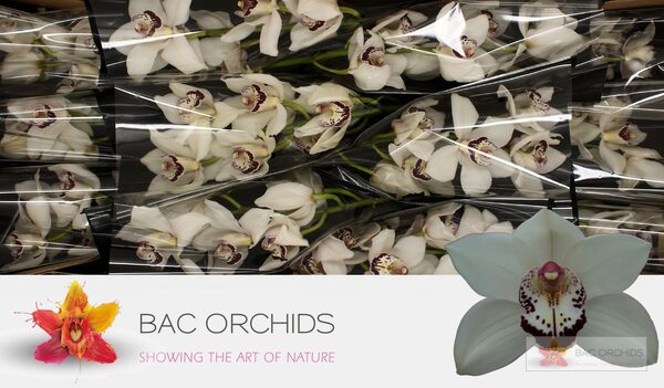 Cymbidium large flowered ESMEE, foto 2