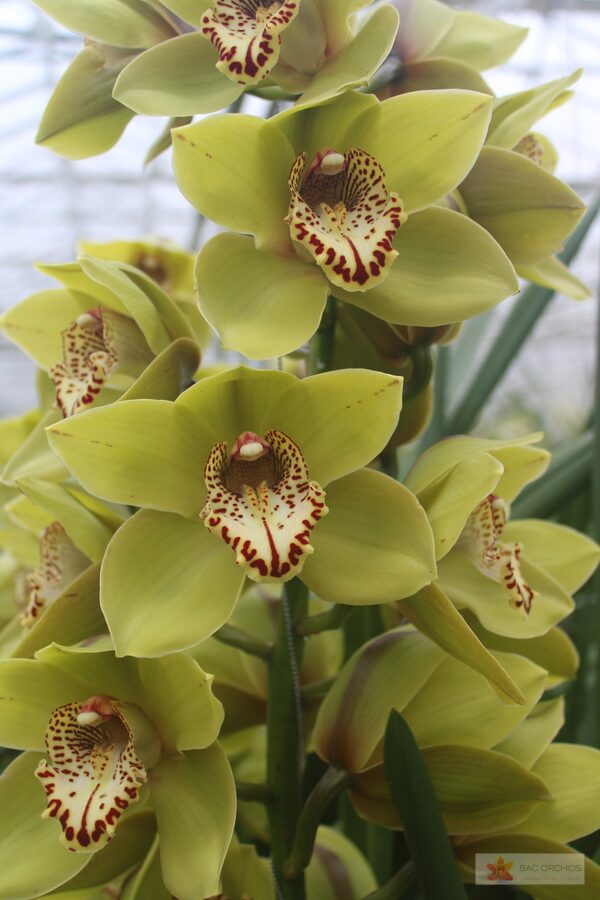 Cymbidium large flowered POPEYE, photo 2