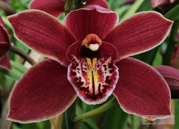 Cymbidium large flowered GRAND CANYON, foto 5