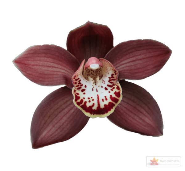 Cymbidium large flowered EBONY