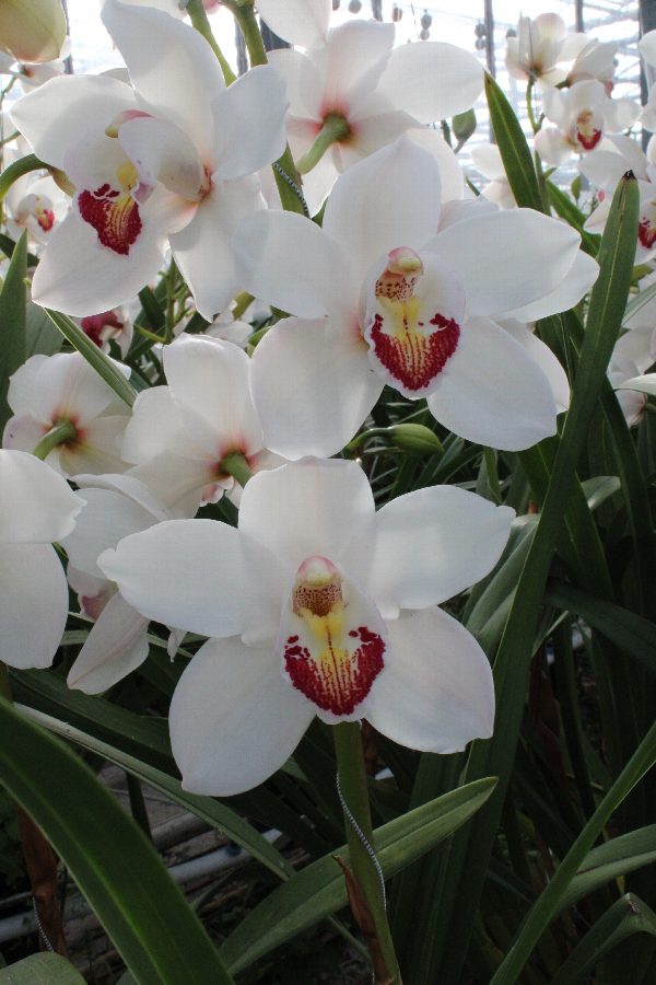 Cymbidium large flowered MARILYN MONROE