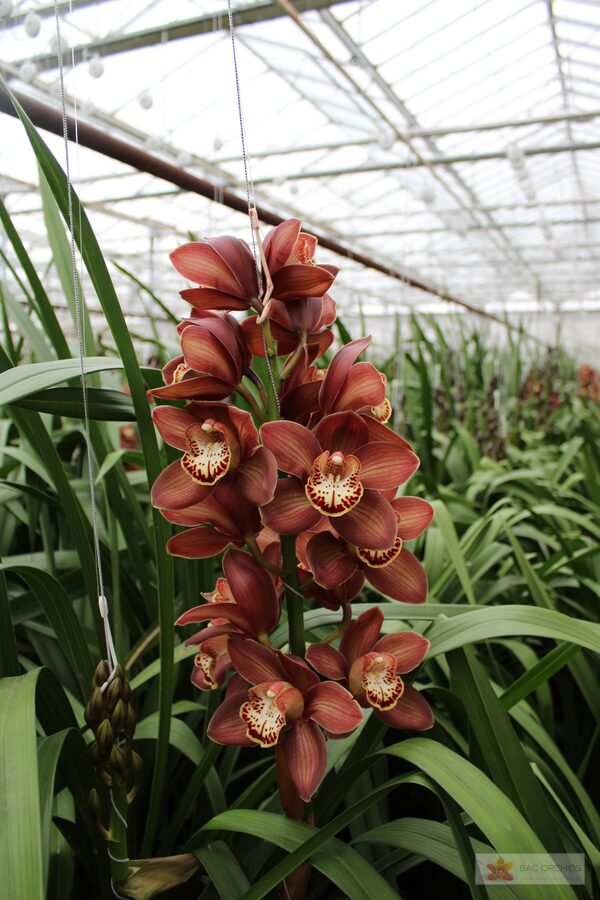 Cymbidium large flowered EBONY, foto 4