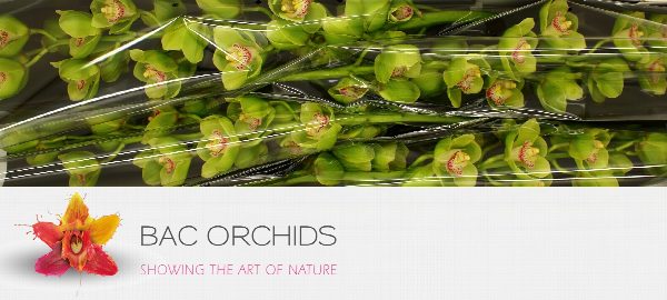 Cymbidium large flowered Waylands Majestic