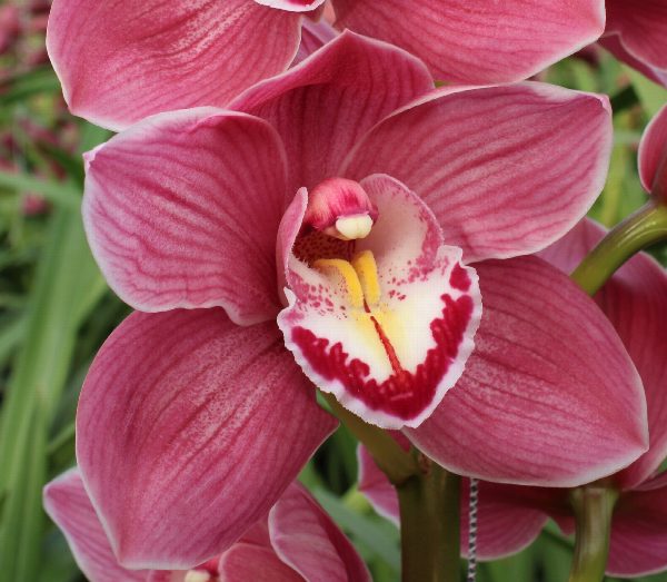 Cymbidium large flowered HMS ROSANN, photo 2