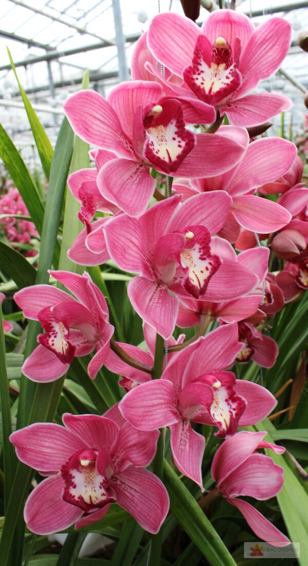 Cymbidium large flowered RED DREAM, фото 2