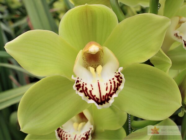 Cymbidium large flowered OVATI EMERALD, фото 4