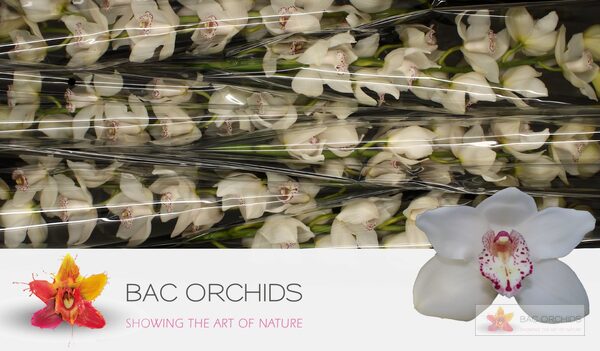 Cymbidium large flowered SNOWBIRD, foto 5